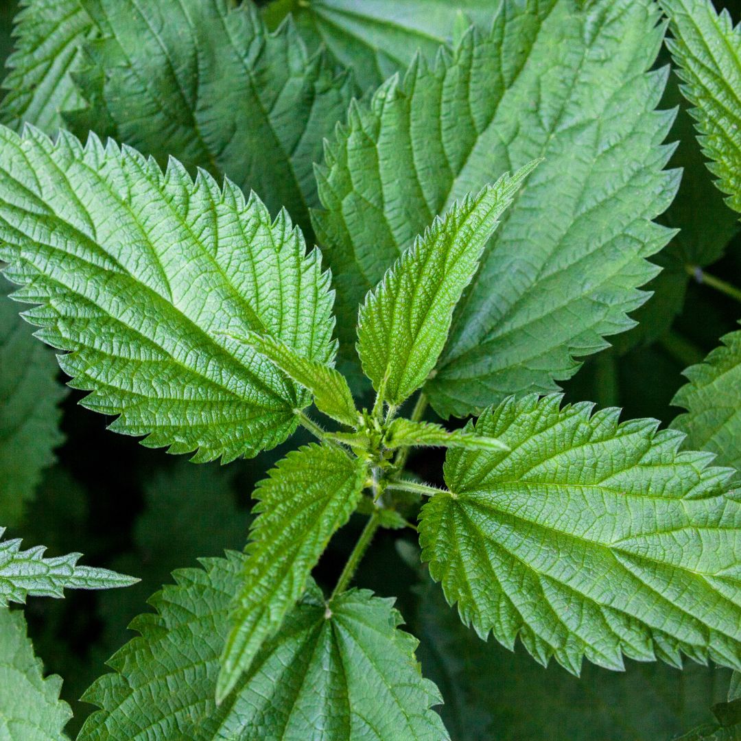 Brennnesseltee: Ein natürliches Wundermittel direkt aus dem Garten - Tea of Dreams