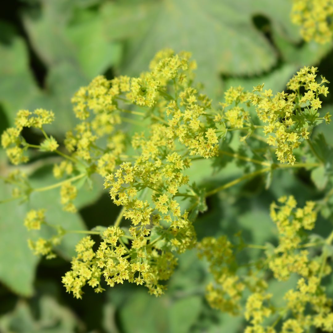 Die Kraft des Frauenmanteltees: Wirkung, Zubereitung & Anwendung - Tea of Dreams