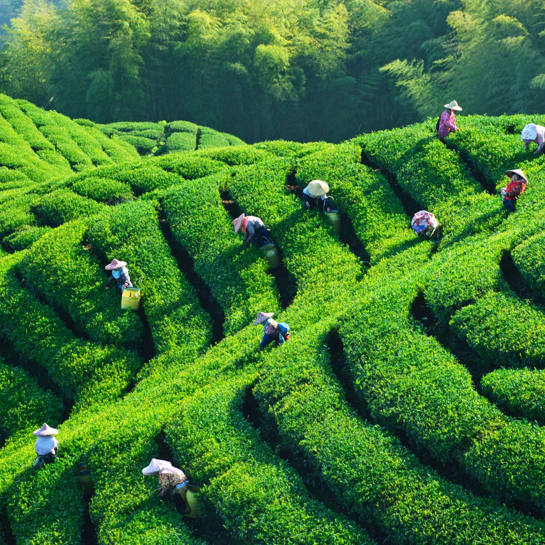 Teeanbau in China: Eine Reise durch Geschichte, Kultur und Aromenvielfalt - Tea of Dreams