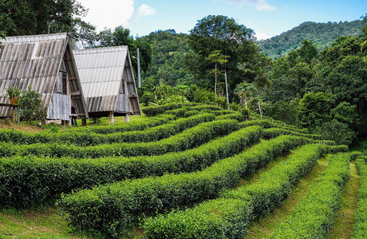 Assam Schwarztee