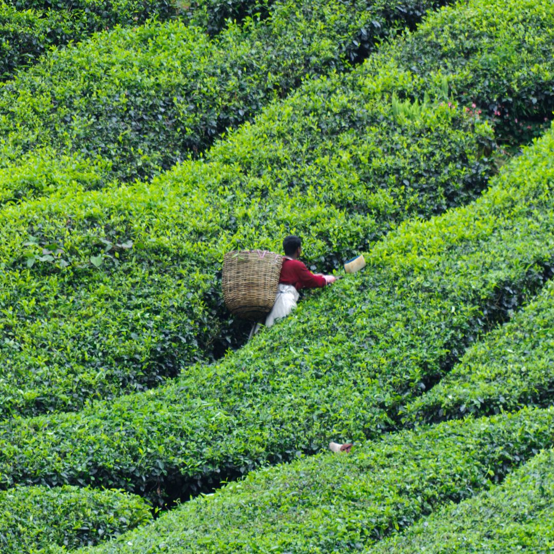 Camellia sinensis