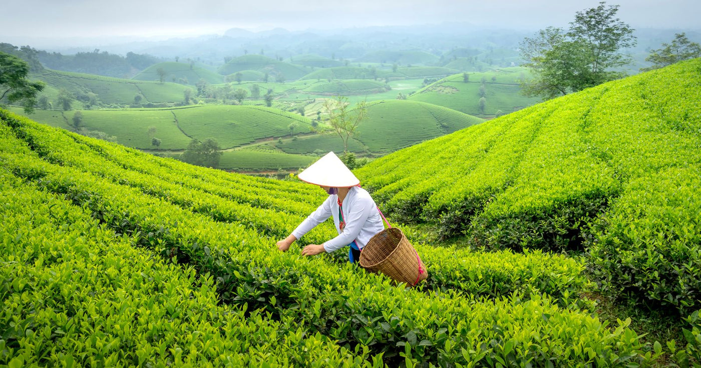 Chinesischer Tee Anbau