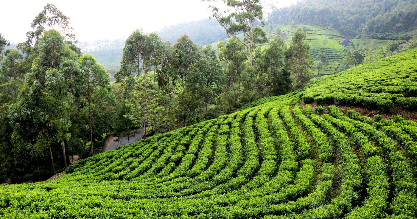 Darjeeling Tee Anbau
