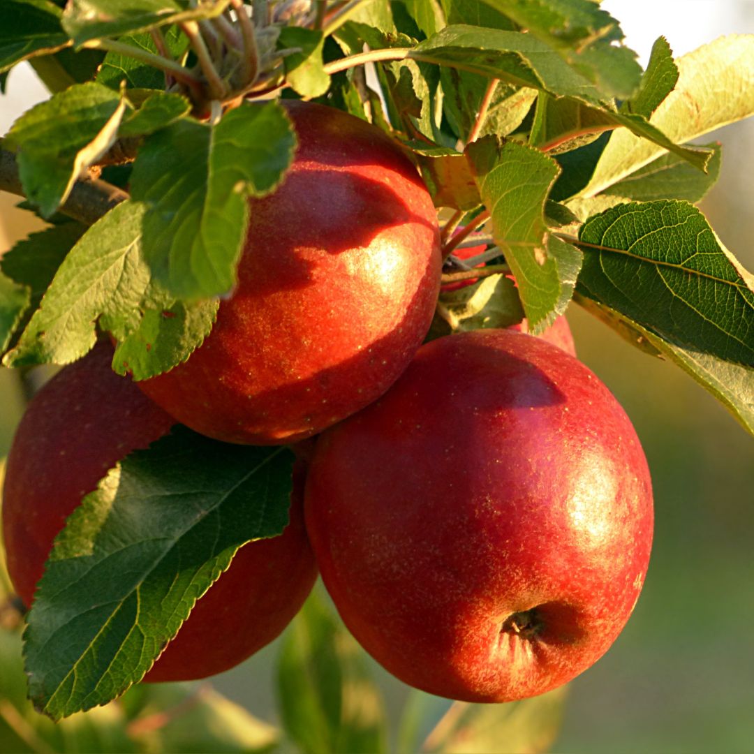Apfel am Baum