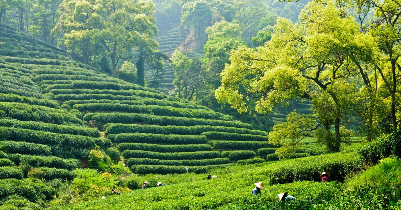 Long Jing Tee