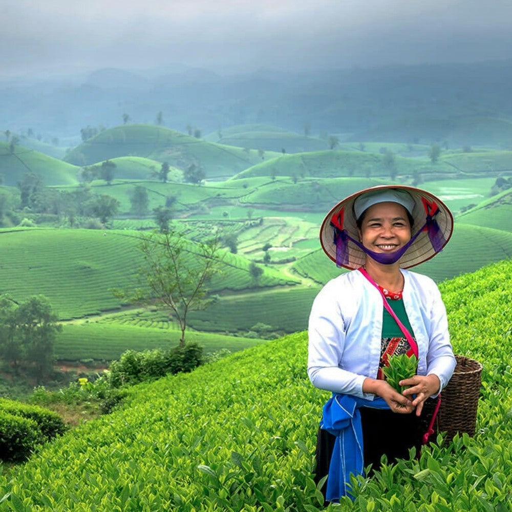 Teeplantage in Vietnam