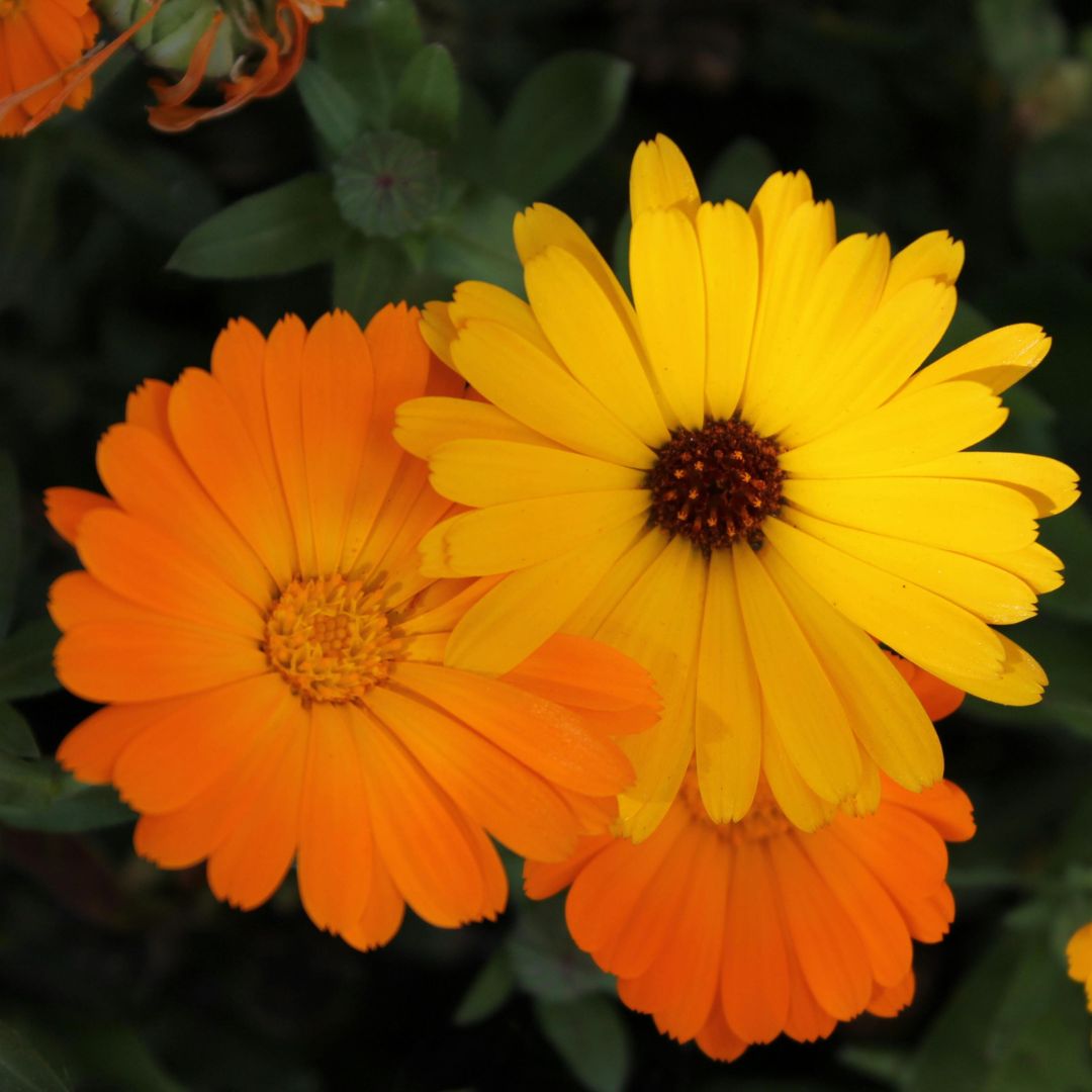 Ringelblume Calendula