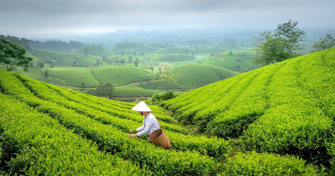 Sencha Tee