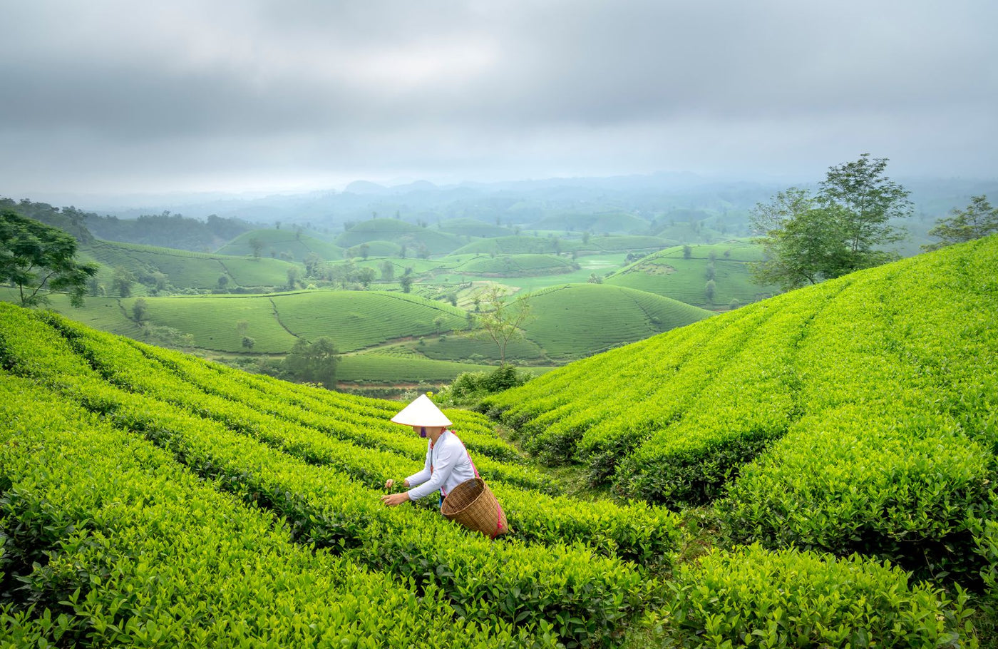 Weisser Tee von Menschen mit Behinderung