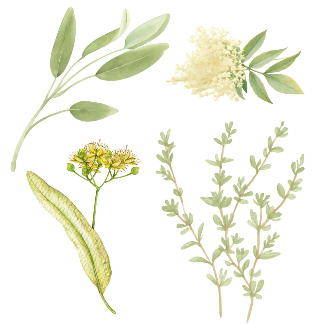 Aromatische Kräutertees