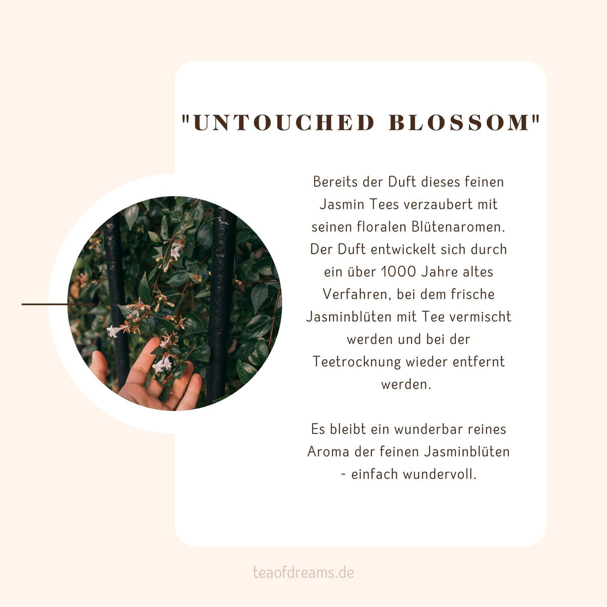 Bio Jasmin aus China "Untouched Blossom" - Bio Jasmin aus China "Untouched Blossom"