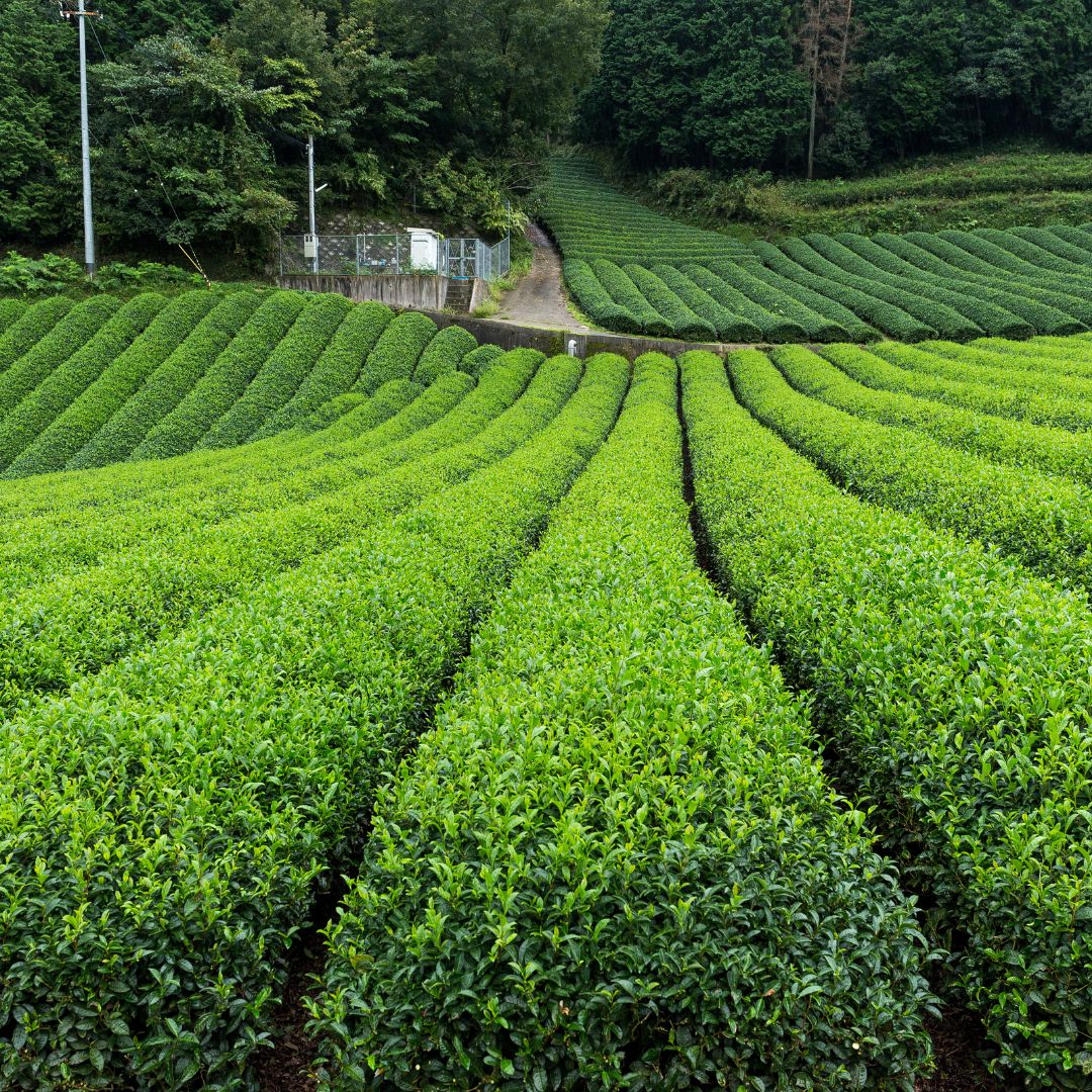 Sencha Tee: Tradition, Geschmack und Gesundheit in einer Tasse