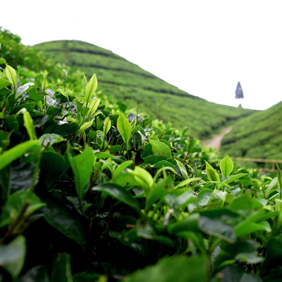 Darjeeling Tee: Der Champagner unter den Schwarztees