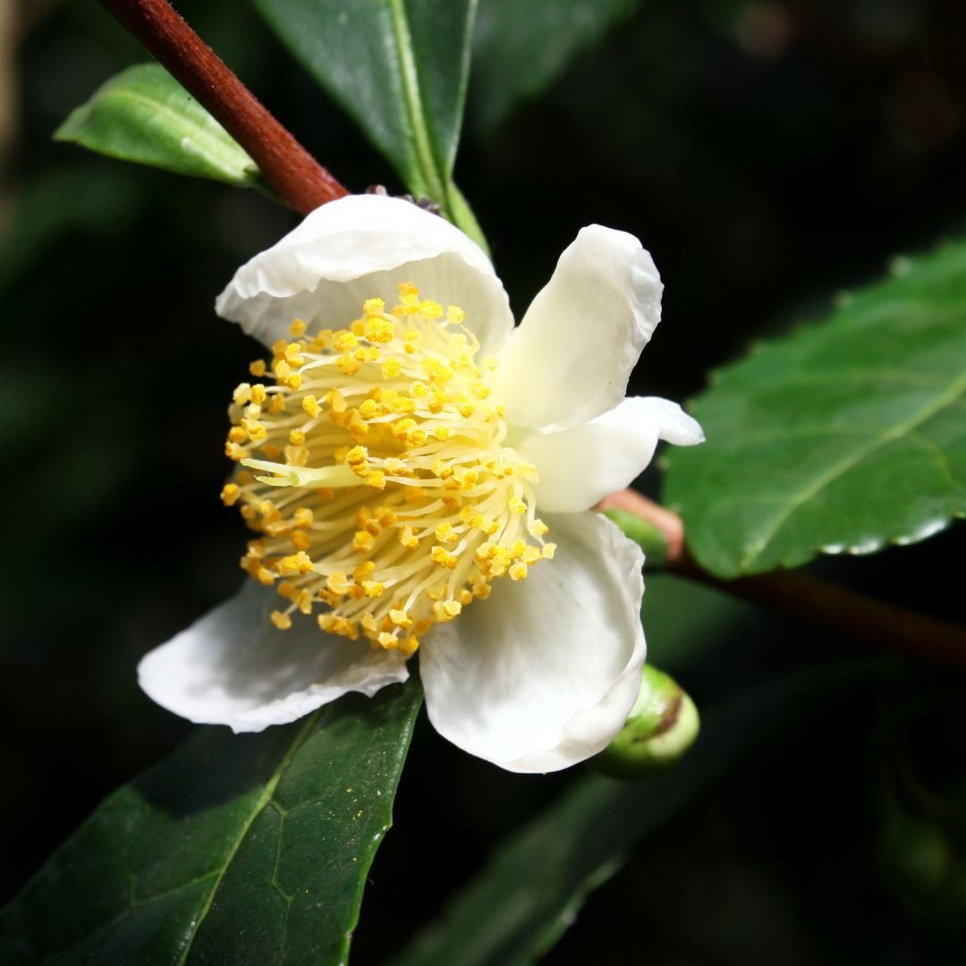 Camellia sinensis - die Teepflanze - Tea of Dreams