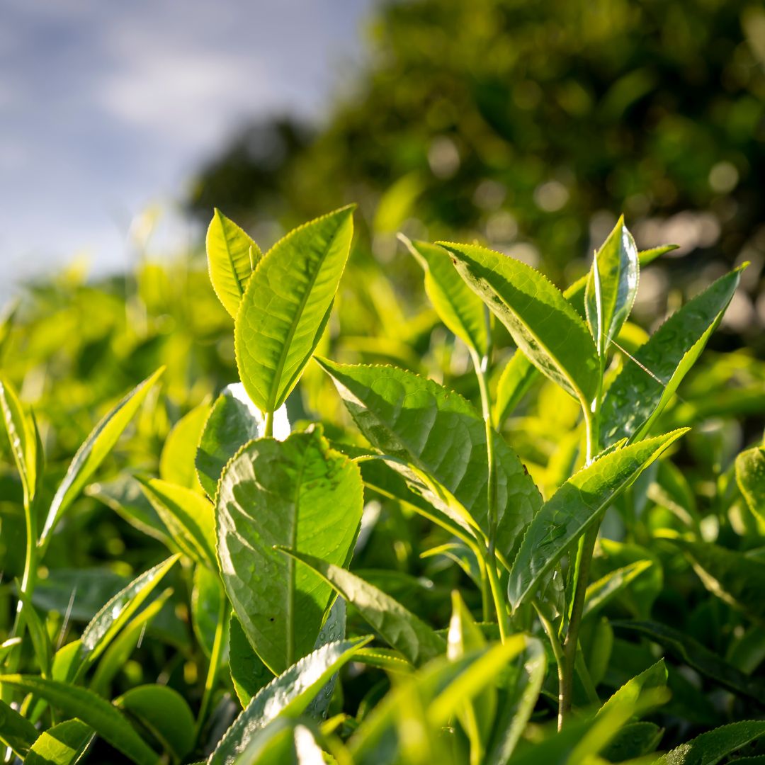 10 spannende Fakten über grünen Tee - Tea of Dreams