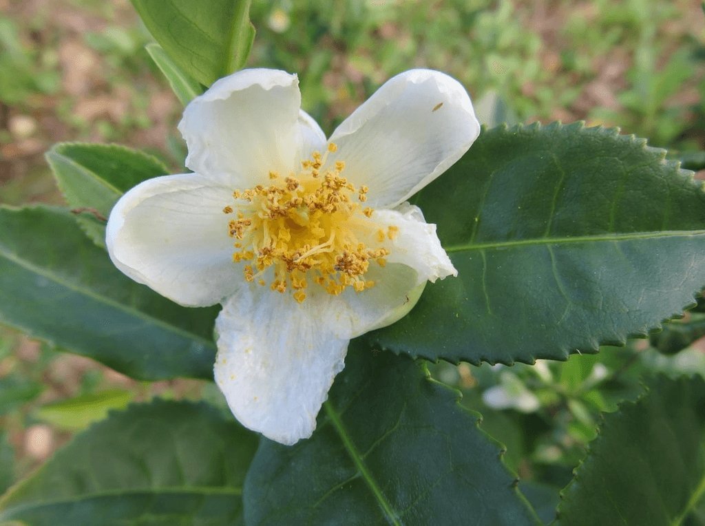 Camellia sinensis - die Teepflanze - Tea of Dreams