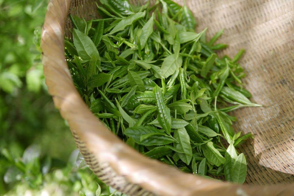 Polyphenole im Tee - Tea of Dreams