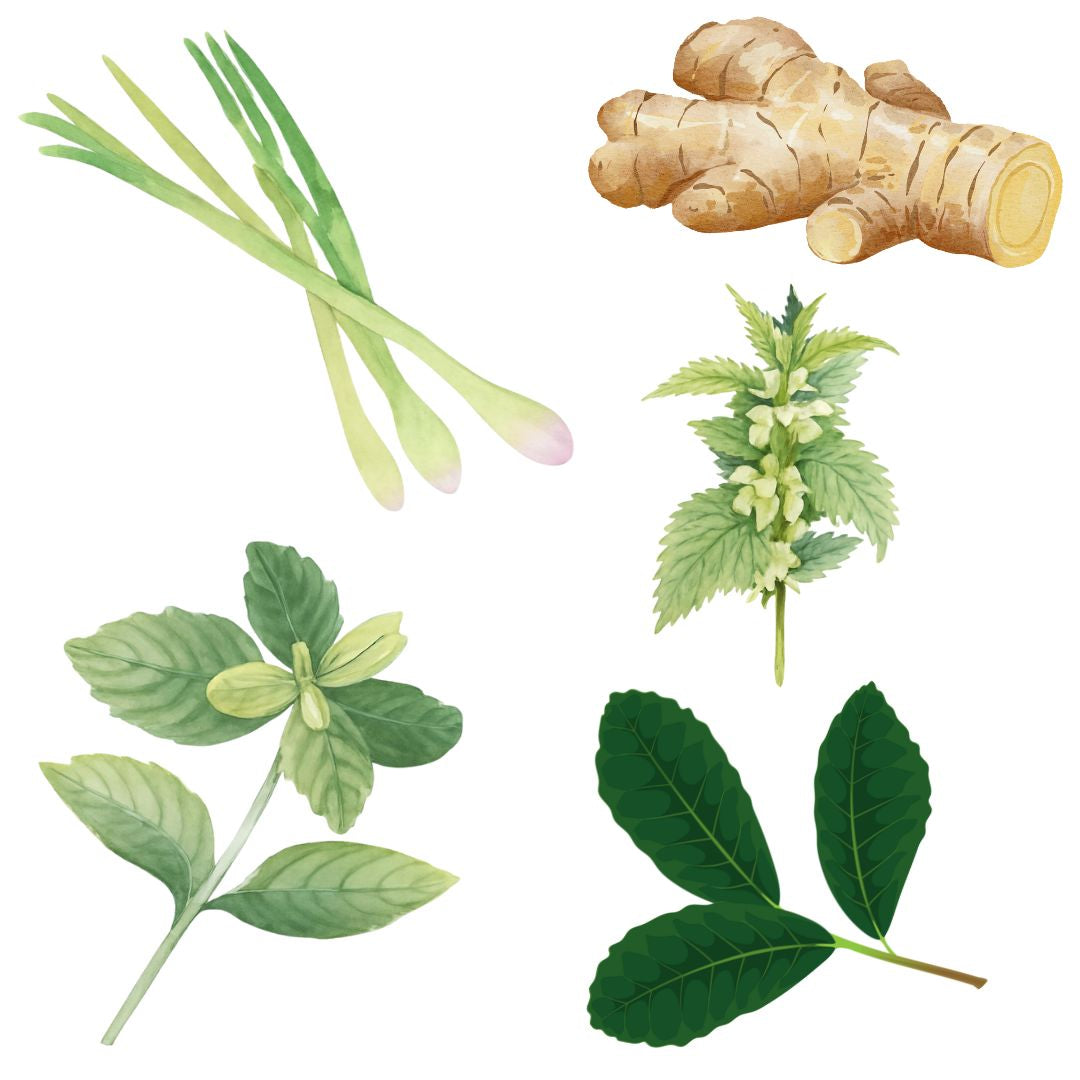 Frische und würzige Kräutertees