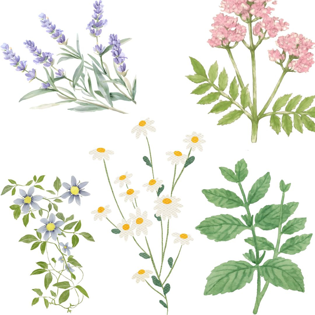 Milde und blumige Kräutertees