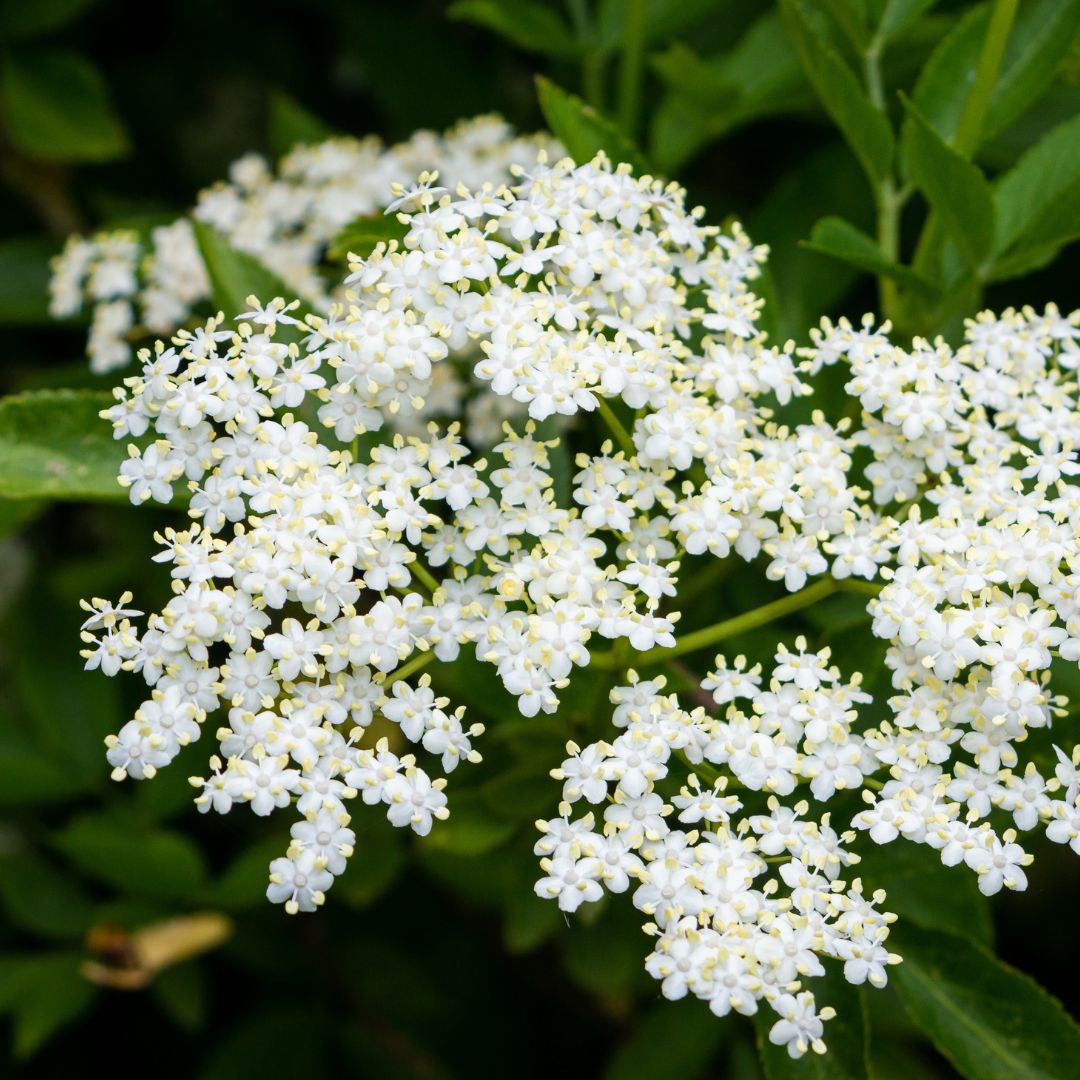 Holunderblüte