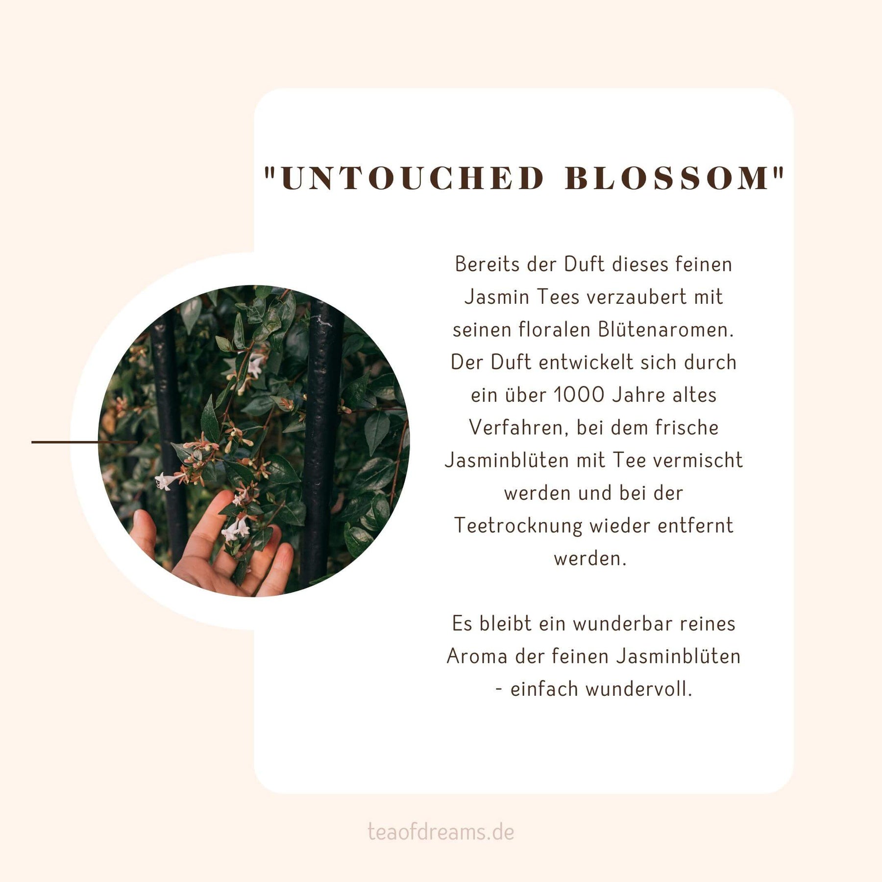 Bio Jasmin aus China "Untouched Blossom"